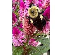 (6 x 9)Bumble Bee on Pink Cockscomb hardcover Flower Gratitude Notebook: Bright Colorful Photo cover , notebook has 100 lined pages