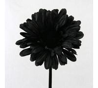 6 x Artificial Single Stem Black Gerbera with Big Bloom - very dramatic - home garden