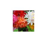 6 X Mixed Azaleas Dwarf Japanese Shrubs Colourful Potted Garden Plants In Pot