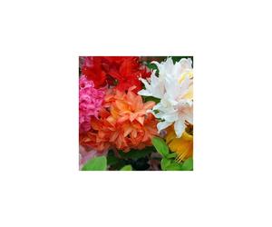 6 X Mixed Azaleas Dwarf Japanese Shrubs Colourful Potted Garden Plants In Pot