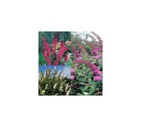 6 X MIXED BUDDLEIA VIBRANT FLOWERING DECIDUOUS SHRUBS HARDY PLANTS 3 COLOURS