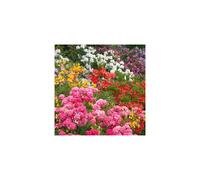 6 X MIXED RHODODENDRONS BUSHY SHRUBS COLOURFUL POTTED GARDEN PLANTS IN POT