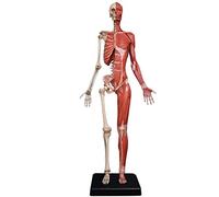60 Cm Female Anatomy Figure Human Muscle Skeleton Anatomical Model Painting Models Human Anatomical Skin Model Reference