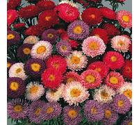 60 Seeds of Aster Matsumoto Mixed