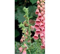 60 Seeds of Flowers Foxglove Summer King