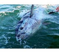 600 Yard Monster Bluefin Run- Prince Edward Island