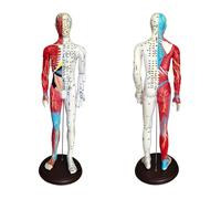 60cm/23.6inch Acupuncture Model, Muscle Anatomical Male Model, Pressure Point and Meridians, High Definition Clear Acupoint for Student Practice, Acupuncturists