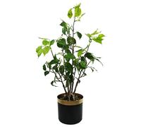 60cm Artificial Banyan Bonsai Ficus Tree