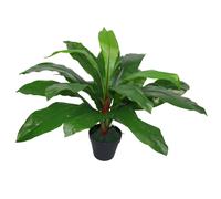 60cm Bushy Large Artificial Bird's Nest Fern Plant