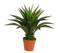 60cm Deluxe Yukka Artificial Leaf Green One Size