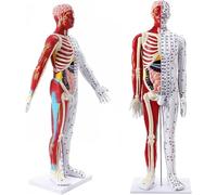 60cm Medical Acupuncture Model, Body Acupuncture Model with Accurate Meridian Point Labeling, for Chinese Meridians Teaching, Acupuncture and Massage.(Male)