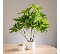 60cm Real Touch Schefflera / Umbrella Plant in White Pot Scottish Everlastings Ltd Green One Size