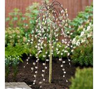 (60cm) Salix Caprea Pendula 'Kilmarnock' Tree | Weeping Willow Trees For Small Gardens