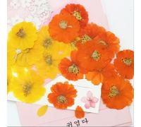 60pcs Pressed Dried Cosmos Flower Plant Herbarium For Jewelry Postcard Phone Case Bookmark Craft DIY Accessories-MULTI