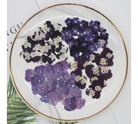 60pcs Pressed Dried Pansy Viola Tricolor L. Flower Plants Herbarium For Jewelry Postcard Bookmark Phone Case Making DIY-Mixed-2 1-4cm