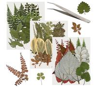 63 Pcs Real Dried Pressed Leaves Assorted Natural Dried Leaf Plant Herbarium Set for DIY Candle Resin Jewelry Soap Vase Nail Phone Case Crafts Making Floral Decors 21 Styles Leaves with Tweezers