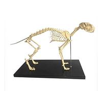 64x20x26cm Cat Skeleton Anatomical Model Skeleton and Cat Anatomy Model Kit, Veterinary Education Anatomy Specimen Cat O
