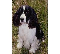 659097 English Springer Spaniel A4 Photo Poster Print 10x8