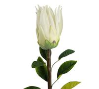 65cm Protea Sugarbush Flower Stem - White