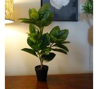 65cm Rubber Plant Artificial in Pot Leaf Green One Size