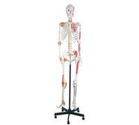 66.92inch Tall Human Anatomical Skeleton Model Educational Human Skeleton Bone Model with Ligament for Study and Teaching