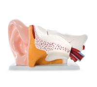 66fit™ Anatomical Giant Ear Model - Medical Training Aid