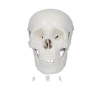 66fit Anatomical Life Size Human Skull - Medical Educational Training Aid