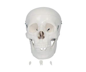 66fit Anatomical Life Size Human Skull - Medical Educational Training Aid