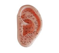 66fit Ear Acupuncture Model - 13cm - Pressure Point and Meridians