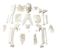 67" Human Skeleton Anatomy Model Full Size PVC Skeleton with 3-Part Skull, Articulated Hands & Feet