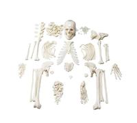 67" Human Skeleton Anatomy Model Full Size PVC Skeleton with 3-Part Skull Articulated Hands & Feet