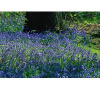 671086 Bluebells Crackley Wood Kenilworth Warks A4 Photo Poster Print 10x8