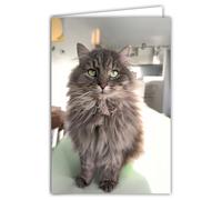 68-4021 Photo Card Cat Animal Cute Nice Calm Rest Cocooning Closed Format 17 x 11.5 cm White Interior for Writing Your Message Comes with an Envelope - Creation and Made in France