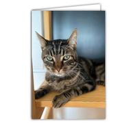 68-4022 Photo Card Cat Animal Cute Nice Calm Rest Cocooning Closed Format 17 x 11.5 cm White Interior for Writing Your Message Comes with an Envelope - Creation and Made in France