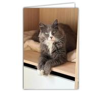 68-4024 Photo Card Cat Animal Cute Nice Calm Rest Cocooning Closed Format 17 x 11.5 cm White Interior for Writing Your Message Comes with an Envelope - Creation and Made in France