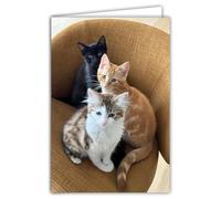 68-4025 Photo Card with 3 Cats Cute Animals - Cocooning Rest - Closed Format 17 x 11.5 cm - White Interior to Write Your Message - Comes with an Envelope - Creation and Made in France