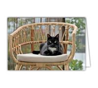 68-4027 Photo Card Cat Animal Cute Nice Calm Rest Cocooning Closed Format 17 x 11.5 cm White Interior for Writing Your Message Comes with an Envelope - Creation and Made in France