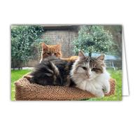 68-4028 Photo Card Cat Animal Cute Nice Calm Rest Cocooning Closed Format 17 x 11.5 cm White Interior for Writing Your Message Comes with an Envelope - Creation and Made in France