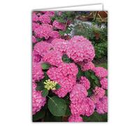 68-4035 Pink Hydrangea Flower Photo Card Closed Format 17 x 11.5 cm White Interior for Writing Your Greeting Message on Any Occasion Comes with an Envelope - Made in France