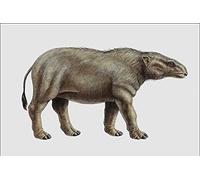 684043 Moeritherium Mammal Eocene And Oligocene A4 Photo Poster Print 10x8