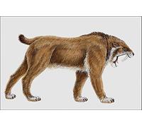 684059 Smilodon Mammal Pleistocene A4 Photo Poster Print 10x8