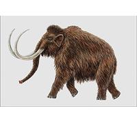 684067 Wooly Mammoth Mammal Pleistocene A4 Photo Poster Print 10x8