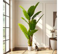 6ft Artificial Banana Tree Extra Tall Fake Plants Indoor for Living Room Large Faux Tree High End Realistic Floor Plant Big Silk Tree for Home Office Pet Friendly Large Indoor Plant Tropical Decor