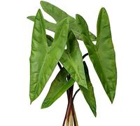 6pcs Artificial Alocasia Leaves with Long Stem Tropical Fake Plant Palm Leaves Realistic Faux Philodendron Leaf for Flower Arrangement Home Garden Party Office Jungle Decoration