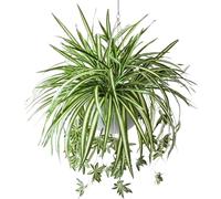 6Pcs Fake Spider Plant 24 Inch Artificial Spider Plant with 5 Flower Head Long Lasting Lifelike Silk Greenery for Indoor, Outdoor
