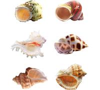 6PCS Hermit Crab Shells Sea Shells Size 6-9CM for Medium to Large, Natural Hermit Crab Supplies and Beach Decor