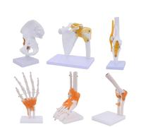 6PCS Human Joint Model with Ligaments, Flexible 1:1 Scientific Life Size with 360° Rotatable Display Base, Includes Shoulder/Elbow/Knee