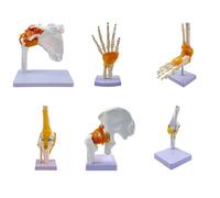 6Pcs Human Joint Model with Ligaments Set of Shoulder Foot Hip Hand Knee Elbow Joints, 1:1 Life Size Flexible Rotatable Joints Anatomical Model for Medicine Teaching Study Display