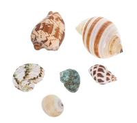 6pcs Natural Conch Shells for Aquariums Habitat for Small Crabs Underwater Scenery Ornaments Durable Decor Enhancing Biodiversity and Aquarium Aesthetics