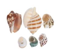 6pcs Natural Seashells for Aquarium Decoration Ocean Themed Conch Shells for Crabs Fish Tank Supplies Low Maintenance Underwater Ornaments for Diversity